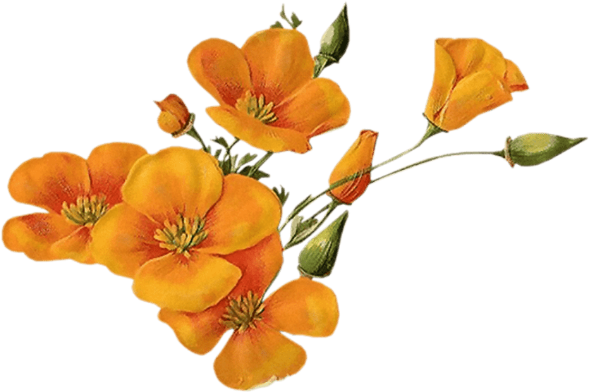 toppng.com-orange-flowers-967x644