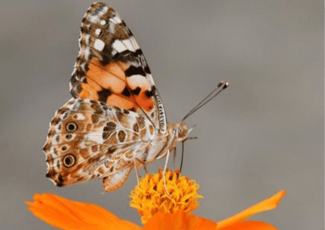 Orange Butterfly on orange flower