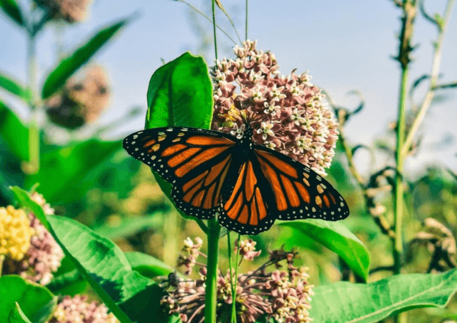 Butterfly from Pexels | Chris F