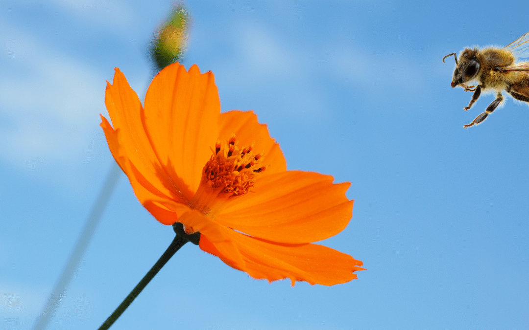 No Limits to Learning