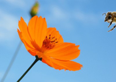 No Limits to Learning