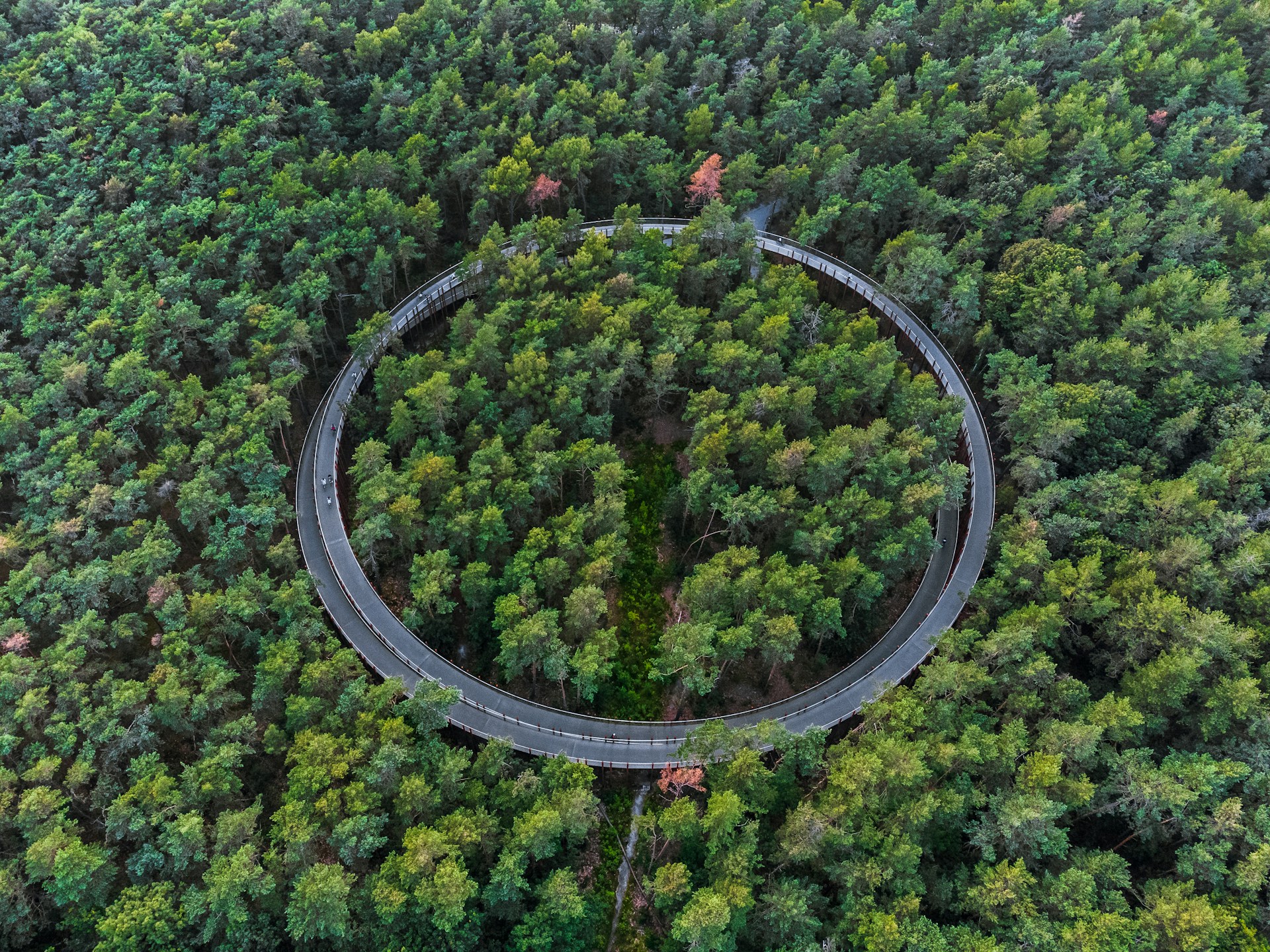 circular road in a forest