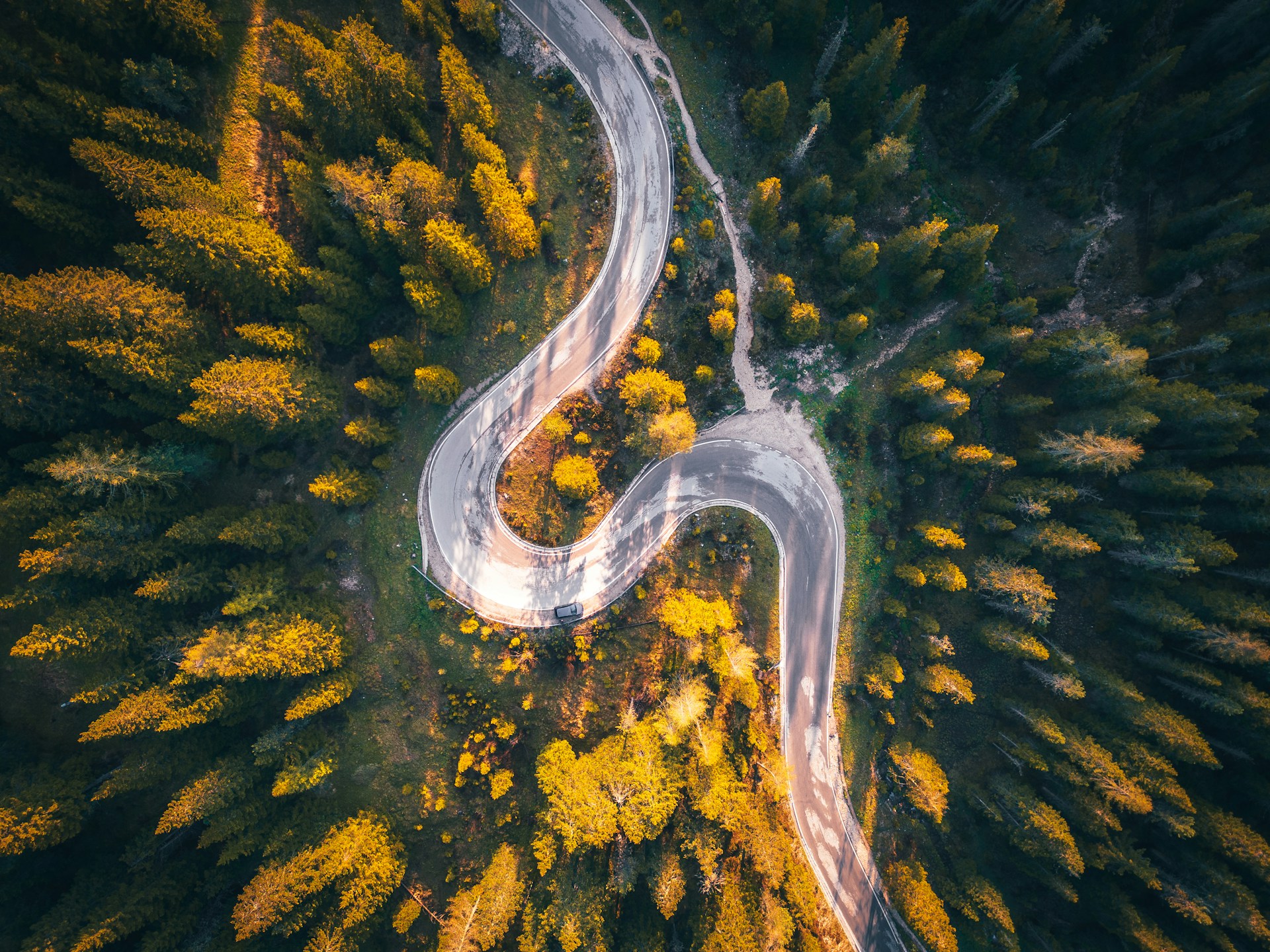 Winding road in the forest