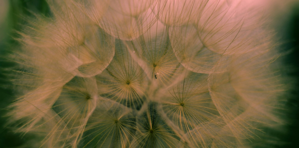Close-up of delicate dandelion seed heads with fine, translucent filaments against a soft green background.