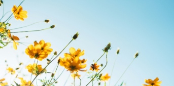 yellow flowers on blu sky