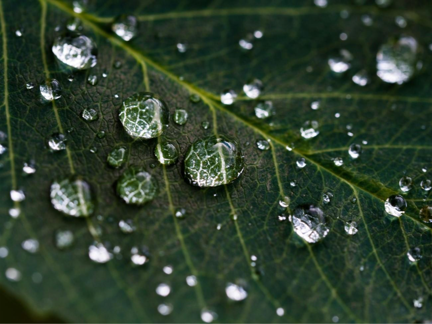 water drops on leaf
