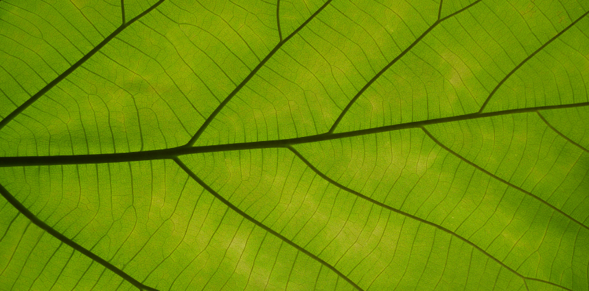 Close-up of a green leaf showing detailed vein patterns and translucent texture under natural light.