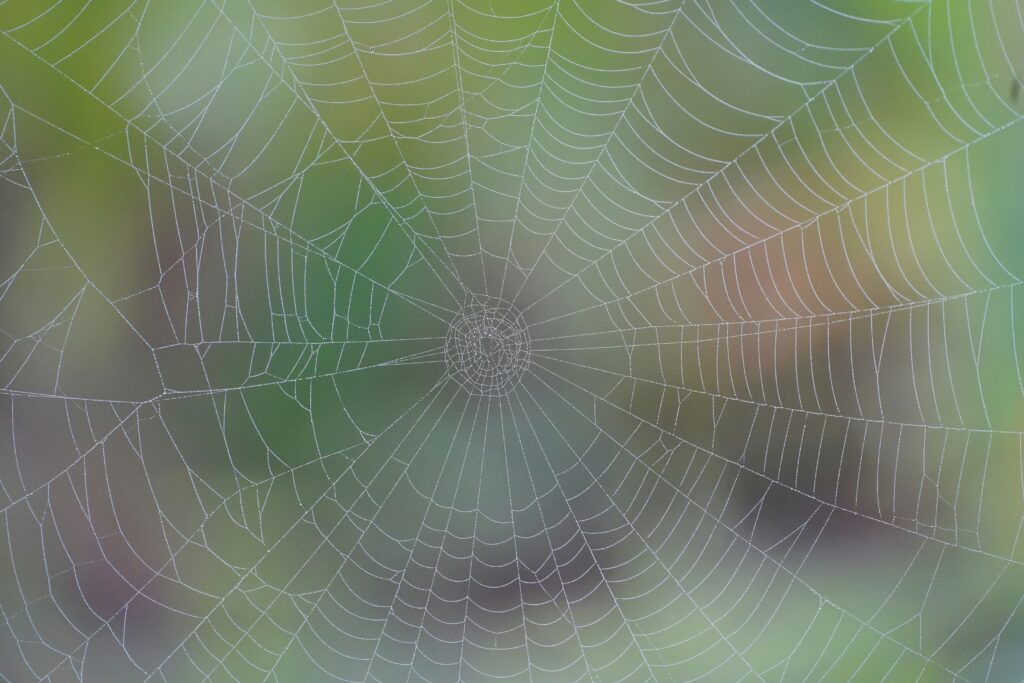 A spider web with a circular pattern, covered in dew, set against a blurred green and brown background, showcasing intricate silk threads radiating from the centre.