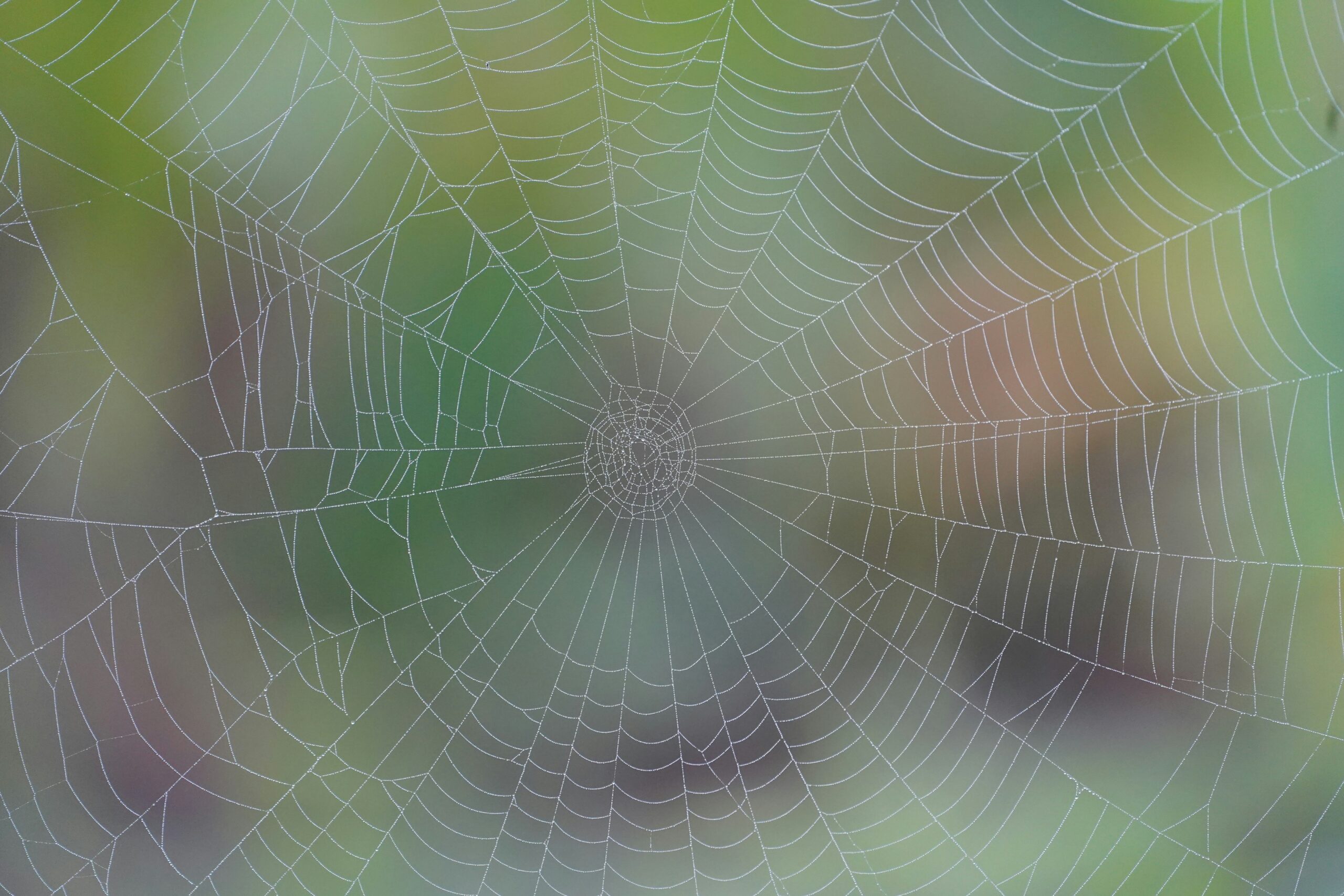 A spider web with a circular pattern, covered in dew, set against a blurred green and brown background, showcasing intricate silk threads radiating from the centre.