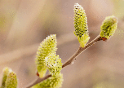 From possibility to compossibility: The joy of crealectic intelligence 
