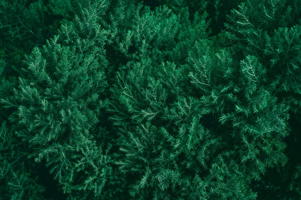 Dense green evergreen foliage filling the frame with overlapping needle-like leaves in a uniform pattern.