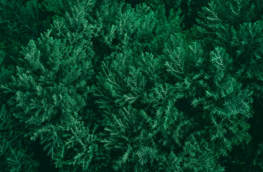 pexels-wyxina-tresse-311038210-34704702 Dense green evergreen foliage filling the frame with overlapping needle-like leaves in a uniform pattern.