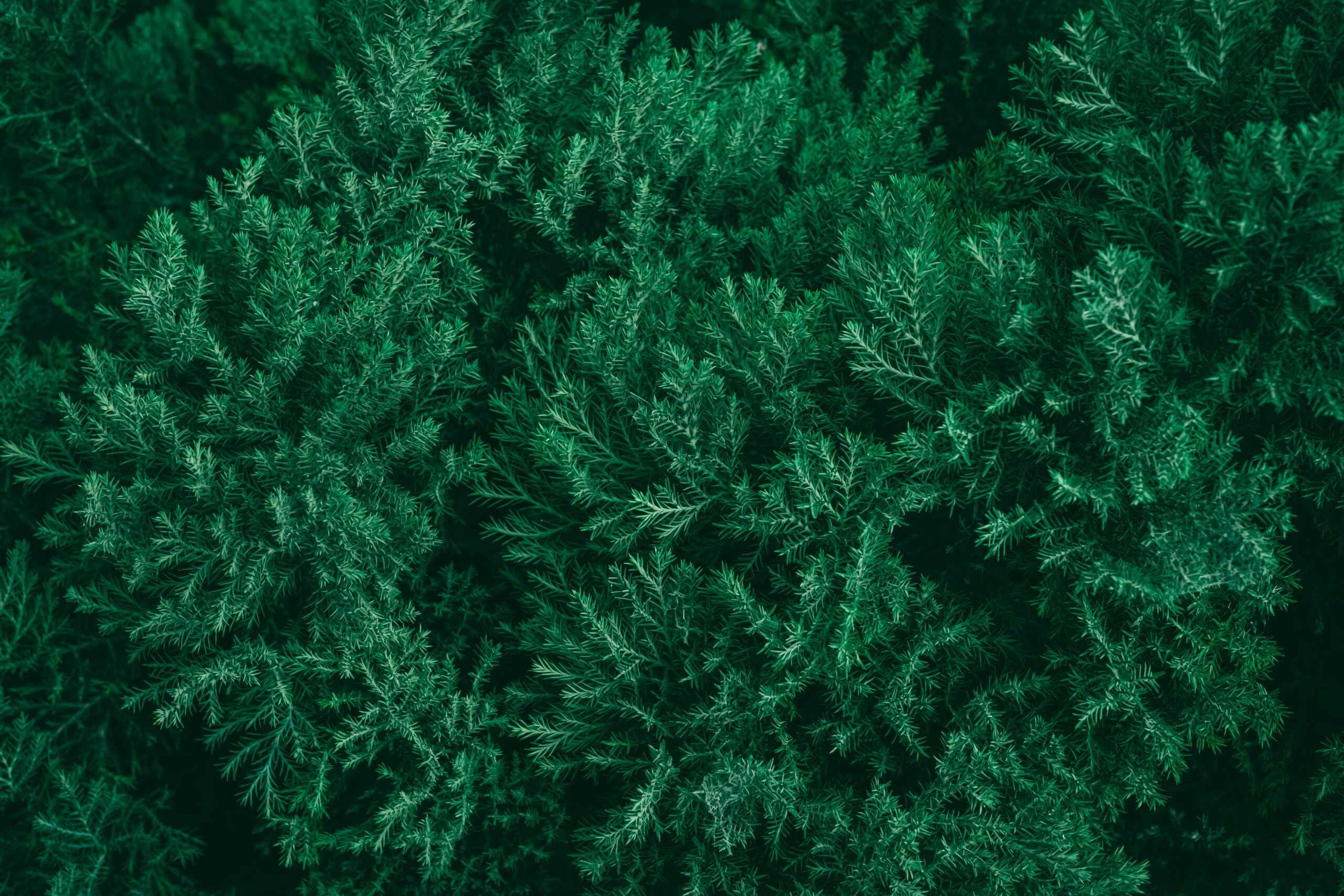 Dense green evergreen foliage filling the frame with overlapping needle-like leaves in a uniform pattern.