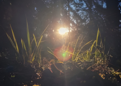 Bioinfusion: Nature’s wisdom for regeneration