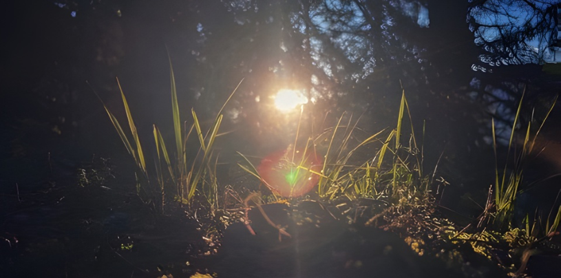 Sunlight shining through tall grass in woodland, low-angle view with lens flare and trees in background.