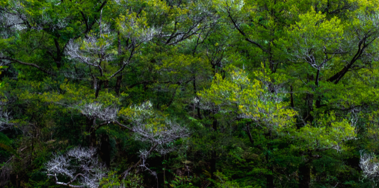 systems of green trees, forest