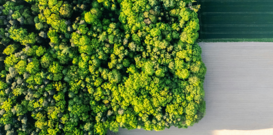 land and forest