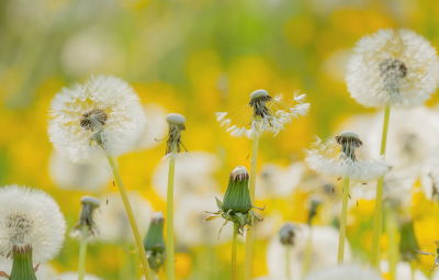 Grow or die: Breaking regenerative enterprise free from the immortality trap