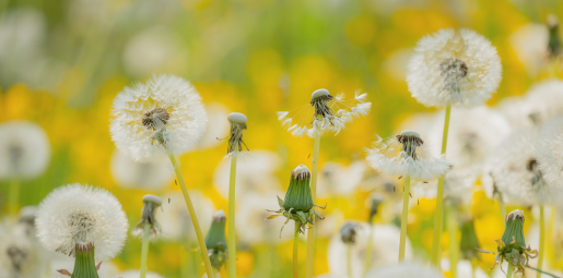 Grow or die: Breaking regenerative enterprise free from the immortality trap